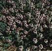 Thyme